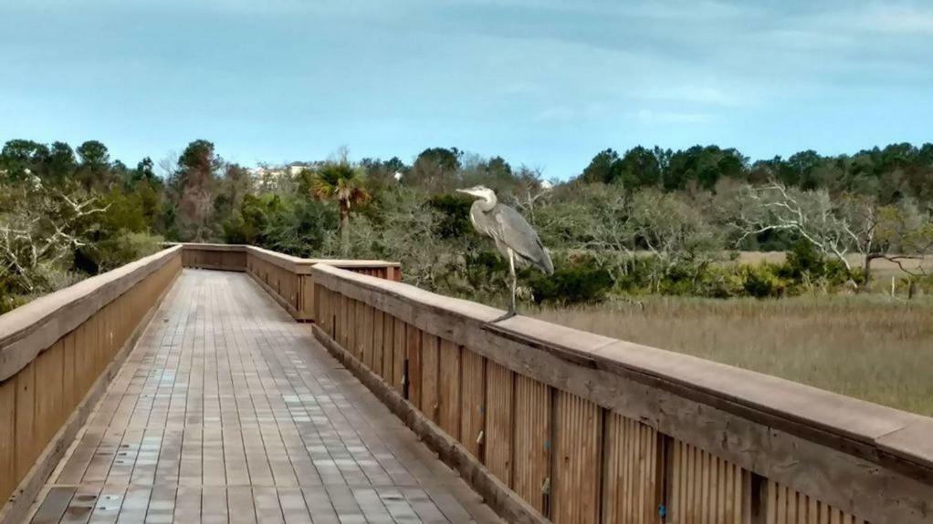 הילטון הד איילנד Hilton Head Resort מראה חיצוני תמונה